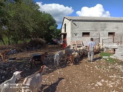 Braća Bože i Ivan Mandušić na svojoj farmi