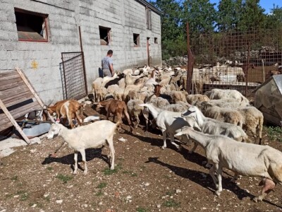 Braća Bože i Ivan Mandušić na svojoj farmi