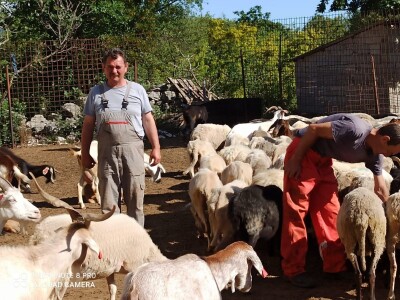 Braća Bože i Ivan Mandušić na svojoj farmi