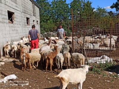 Braća Bože i Ivan Mandušić na svojoj farmi