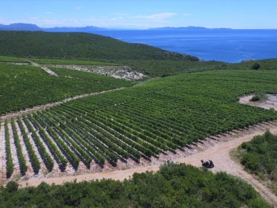 Braća Zure