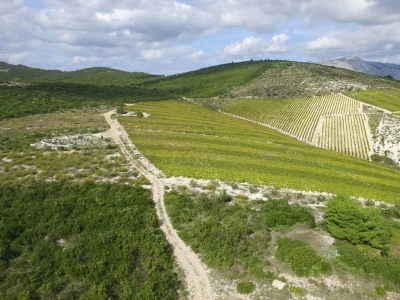 Braća Zure