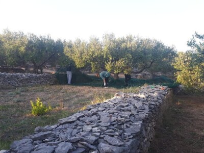 Bračanska maslina na bosanski način: Kako se porodica Kantar obrela u svijetu organskog ulja i marmelade