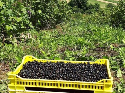 Bračanska maslina na bosanski način: Kako se porodica Kantar obrela u svijetu organskog ulja i marmelade