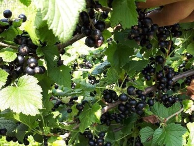 Bračanska maslina na bosanski način: Kako se porodica Kantar obrela u svijetu organskog ulja i marmelade