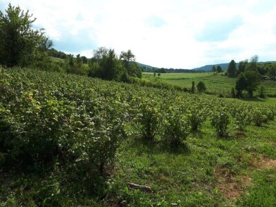 Bračanska maslina na bosanski način: Kako se porodica Kantar obrela u svijetu organskog ulja i marmelade