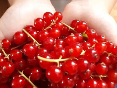 Bračanska maslina na bosanski način: Kako se porodica Kantar obrela u svijetu organskog ulja i marmelade