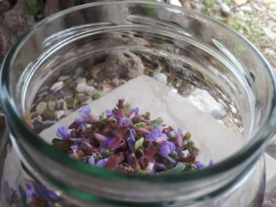 Bračanska maslina na bosanski način: Kako se porodica Kantar obrela u svijetu organskog ulja i marmelade