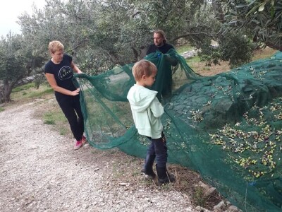 Bračanska maslina na bosanski način: Kako se porodica Kantar obrela u svijetu organskog ulja i marmelade