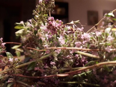 Bračanska maslina na bosanski način: Kako se porodica Kantar obrela u svijetu organskog ulja i marmelade