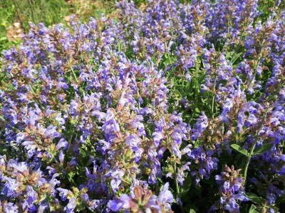 Bračanska maslina na bosanski način: Kako se porodica Kantar obrela u svijetu organskog ulja i marmelade