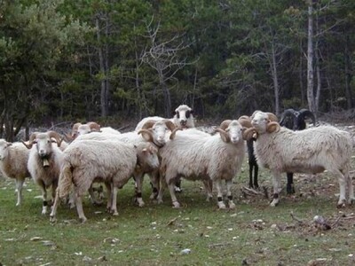 Brački ovnovi na stočnom sajmu Gažul 2014 Brački ovnovi na stočnom sajmu Gažul 2014