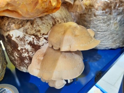 Bračni par Novaković