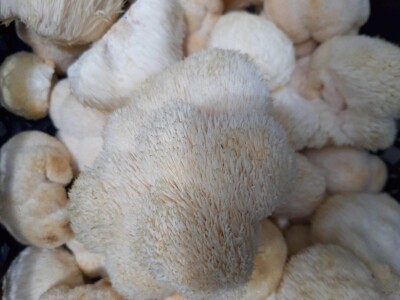 Bračni par Novaković