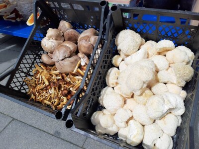 Bračni par Novaković