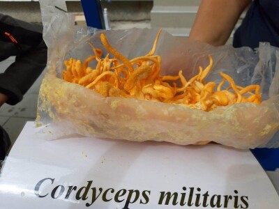 Bračni par Novaković