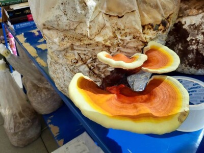 Bračni par Novaković