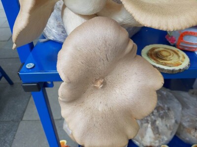 Bračni par Novaković