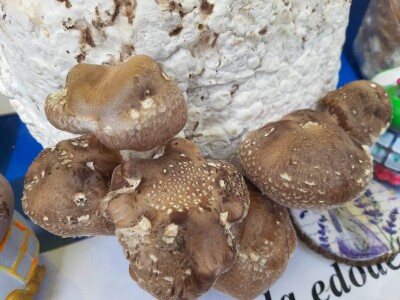 Bračni par Novaković