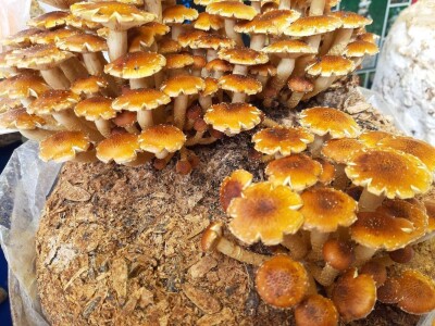 Bračni par Novaković