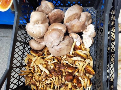 Bračni par Novaković