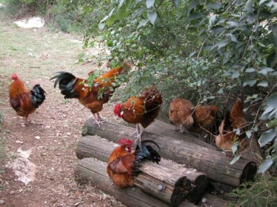 Koke hrvatice na farmi OPG-a Koka-jaja u slobodnu uzgoju Koke hrvatice na farmi OPG-a Koka-jaja u slobodnu uzgoju