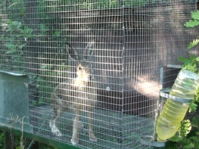 Divljeg zeca je teško uzgojiti u kavezu - doživljava stres i ugiba!