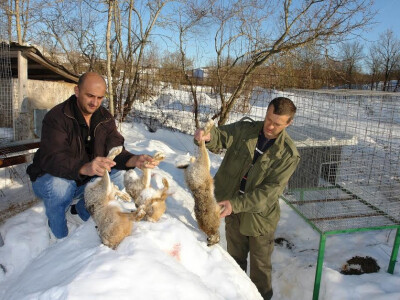 Uginuli zečevi zbog vukova