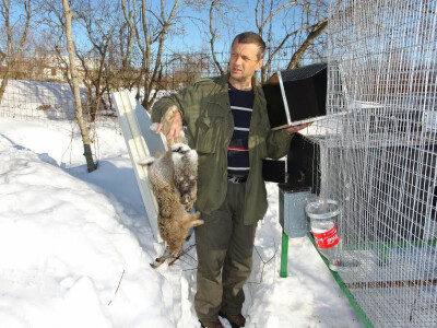 Uginuli zec zbog vukova