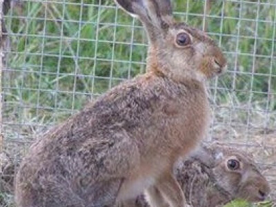 Divljeg zeca je teško uzgojiti u kavezu - doživljava stres i ugiba!