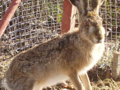 Divljeg zeca je teško uzgojiti u kavezu - doživljava stres i ugiba!