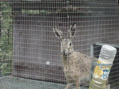 Divljeg zeca je teško uzgojiti u kavezu - doživljava stres i ugiba!
