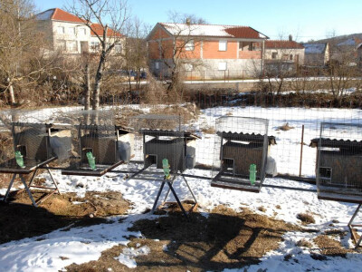 Divljeg zeca je teško uzgojiti u kavezu - doživljava stres i ugiba!