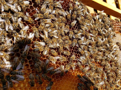 Povezali pčelarstvo s turizmom! Turisti sami vade med!