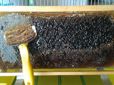 Povezali pčelarstvo s turizmom! Turisti sami vade med!