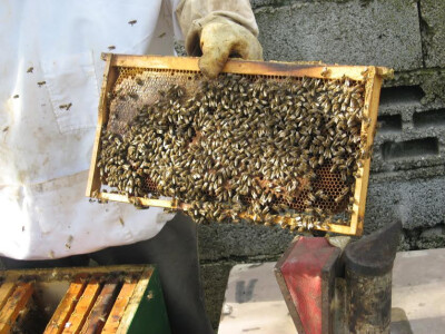 Povezali pčelarstvo s turizmom! Turisti sami vade med!