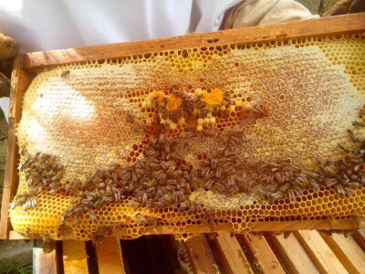 Povezali pčelarstvo s turizmom! Turisti sami vade med!