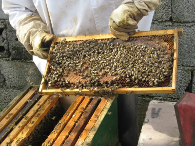 Povezali pčelarstvo s turizmom! Turisti sami vade med!