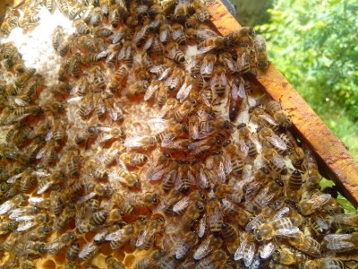 Povezali pčelarstvo s turizmom! Turisti sami vade med!