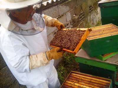 Povezali pčelarstvo s turizmom! Turisti sami vade med!