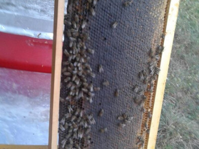 Povezali pčelarstvo s turizmom! Turisti sami vade med!