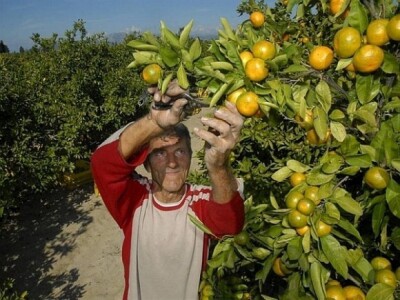 Berba mandarina u dolini Neretve 2014.