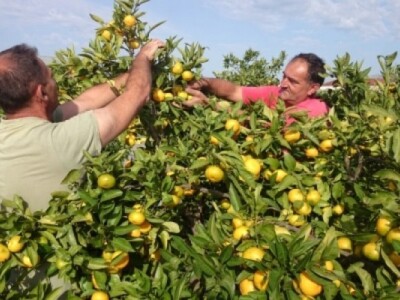 Berba ranih sorti neretvanskih mandarina 2014.