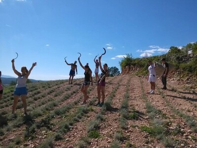 Branje smilja u okolici Posušja Branje smilja u okolici Posušja