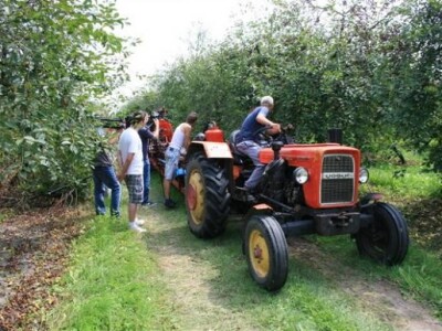 Stepova je najdominantnija sorta višnje