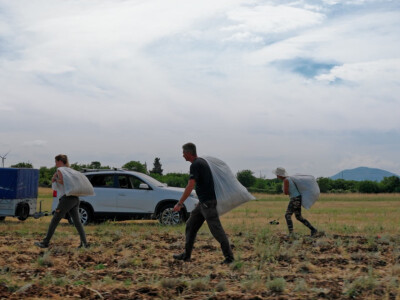 Brankica Borović uzgaja smilje i magarce Brankica Borović uzgaja smilje i magarce
