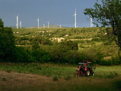 Brankica Borović uzgaja smilje i magarce Brankica Borović uzgaja smilje i magarce