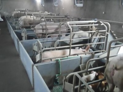 OPG Nićivojević OPG Nićivojević