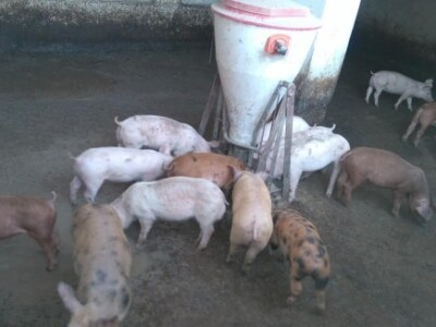 OPG Nićivojević OPG Nićivojević