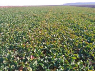 OPG Nićivojević OPG Nićivojević